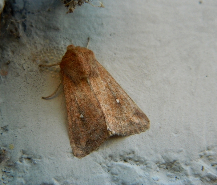 Mythimna albipuncta ?